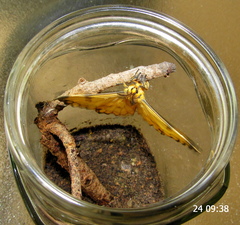 Pseudaphelia apollinaris