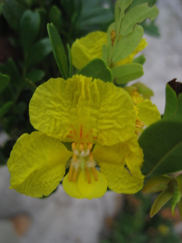 Eligmocarpus cynometroides