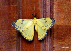 Pseudaphelia apollinaris