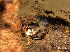 Pseudaphelia apollinaris