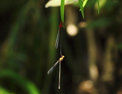Pseudagrion pilidorsum declaratum