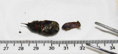 Pseudaphelia apollinaris
