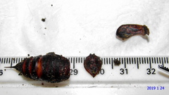 Pseudaphelia apollinaris