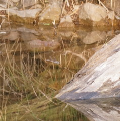 Austroaeschna unicornis