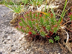 Rhodiola quadrifida