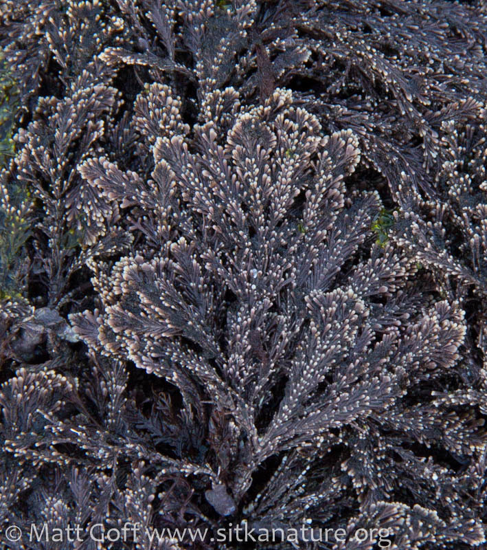 Corallina vancouveriensis