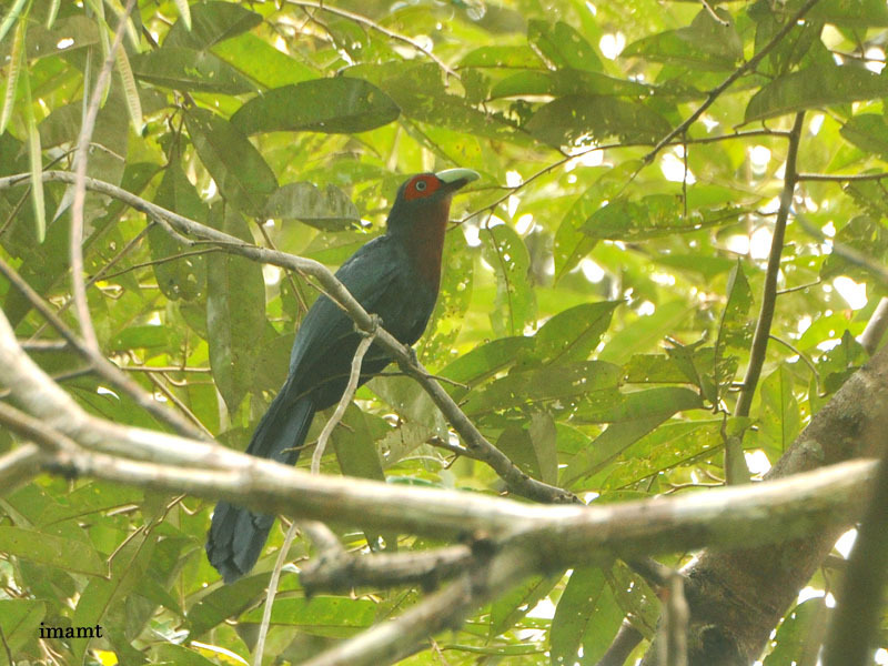 Mentawai Malkoha (Phaenicophaeus oeneicaudus) photo