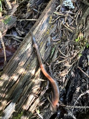 Plethodon cinereus image