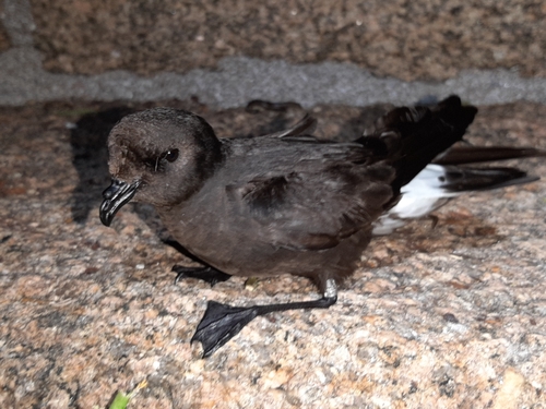 Paíño europeo (Hydrobates pelagicus)