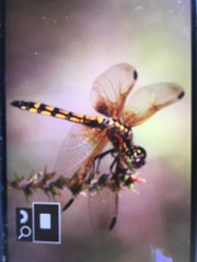 Austrothemis nigrescens