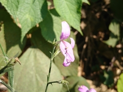 Dicliptera tinctoria