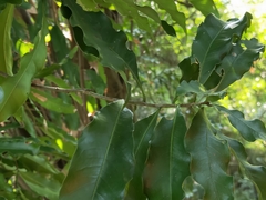 Lithocarpus hancei