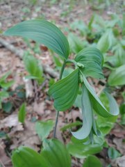 Polygonatum pubescens