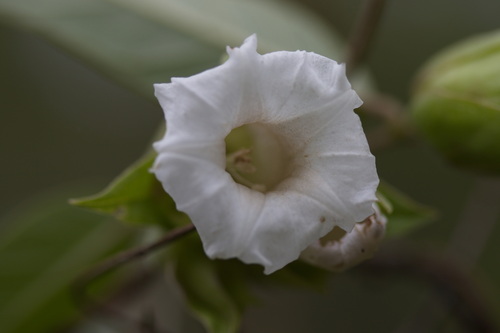 Argyreia breviscapa, 2023-07-28