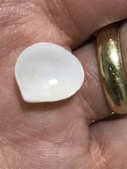 Laevicardium serratum