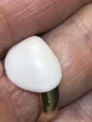 Laevicardium serratum