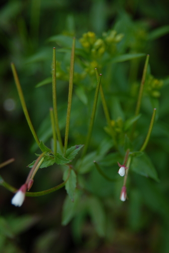 Image of Epilobium amurense by (c) 潘立傑 LICHIEH_PAN, some rights reserved (CC BY)