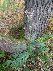 Saussurea maximowiczii