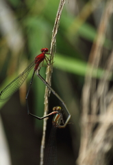 Pseudagrion pilidorsum declaratum