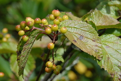Birchleaf Viburnum (Viburnum betulifolium)