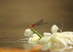 Pseudagrion pilidorsum declaratum