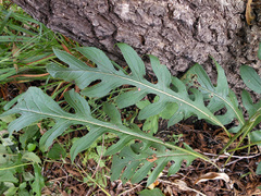 Saussurea maximowiczii