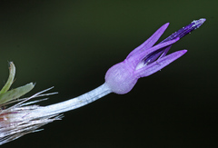 Saussurea maximowiczii