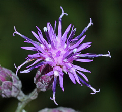 Saussurea maximowiczii