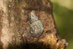 Orthalicidae