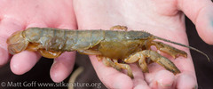 Upogebia pugettensis