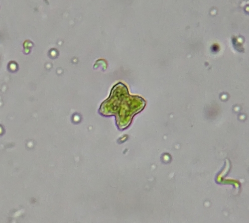 Representative image of Tetraedron minimum