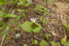Limnia