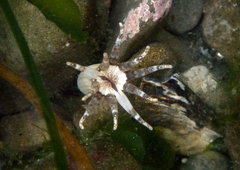 Halcampa decemtentaculata