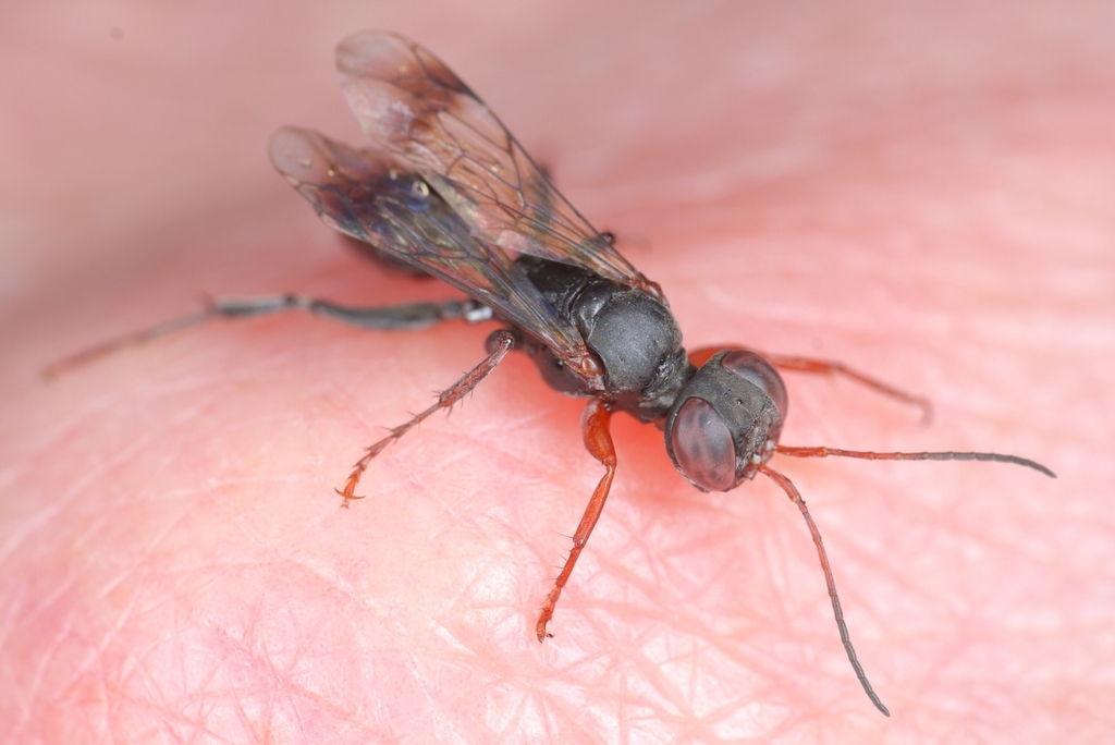 Dicranorhina kohli