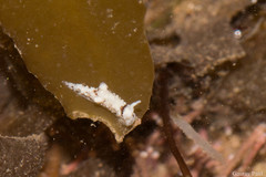 Murphydoris puncticulata