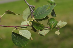 Betula × aurata, photograph Stephen James McWilliam, CC0, iNaturalist via GBIF
