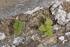 Cystopteris tasmanica