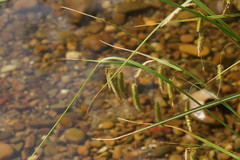 Carex fascicularis