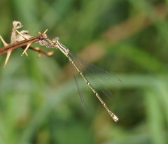 Rhadinosticta simplex