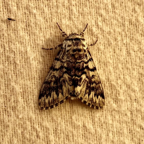 Western Panthea Moth photo 6