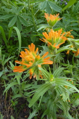 Castilleja hispida hispida