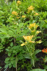 Castilleja hispida hispida