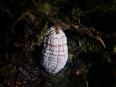 Coelostomidia