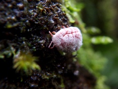 Coelostomidia