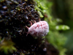 Coelostomidia
