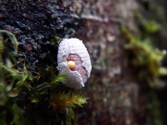 Coelostomidia