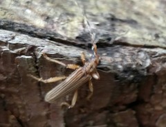 Leptachrous strigipennis