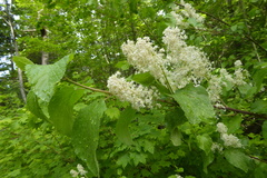 Ceanothus sanguineus