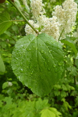Ceanothus sanguineus