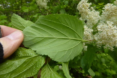 Ceanothus sanguineus